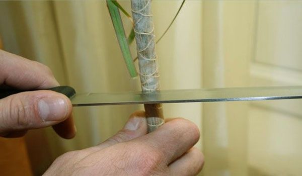 Wie beschneidet man die Dracaena, um Seitentriebe zu erhalten?