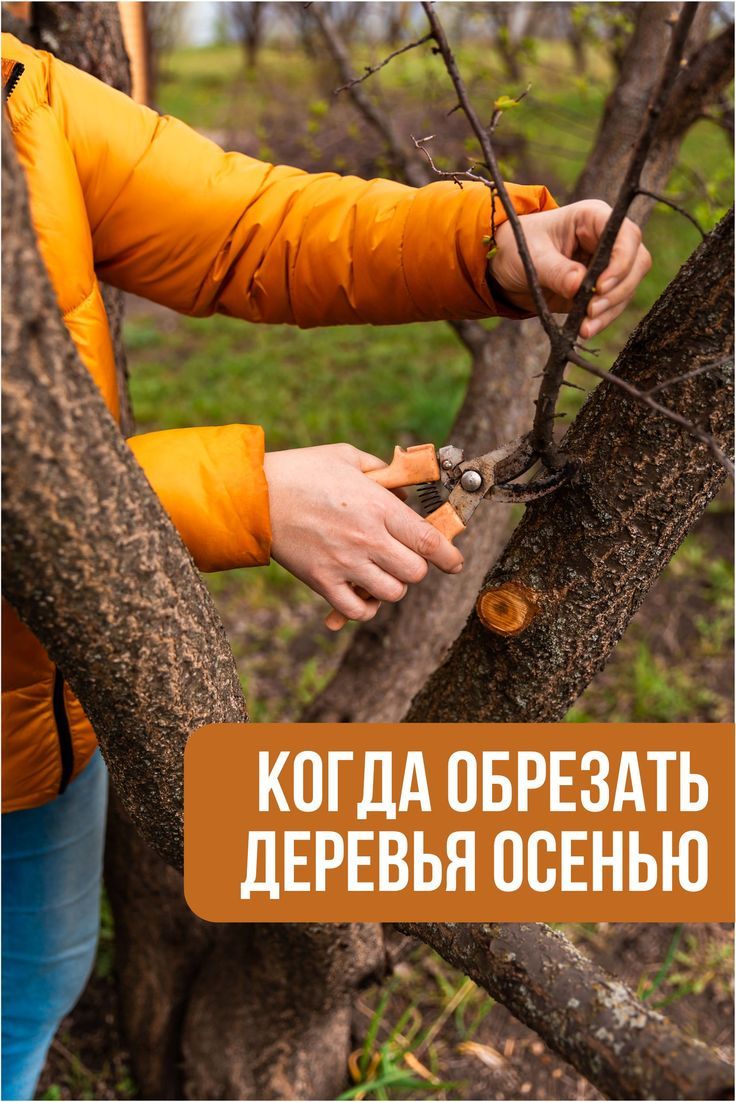 Wie schneiden Sie Obstbäume im Herbst?