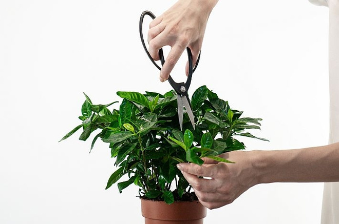 Wie schneidet man eine Gardenie?