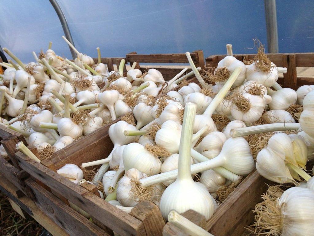 Wie schneiden Sie Knoblauch für die Lagerung im Winter?