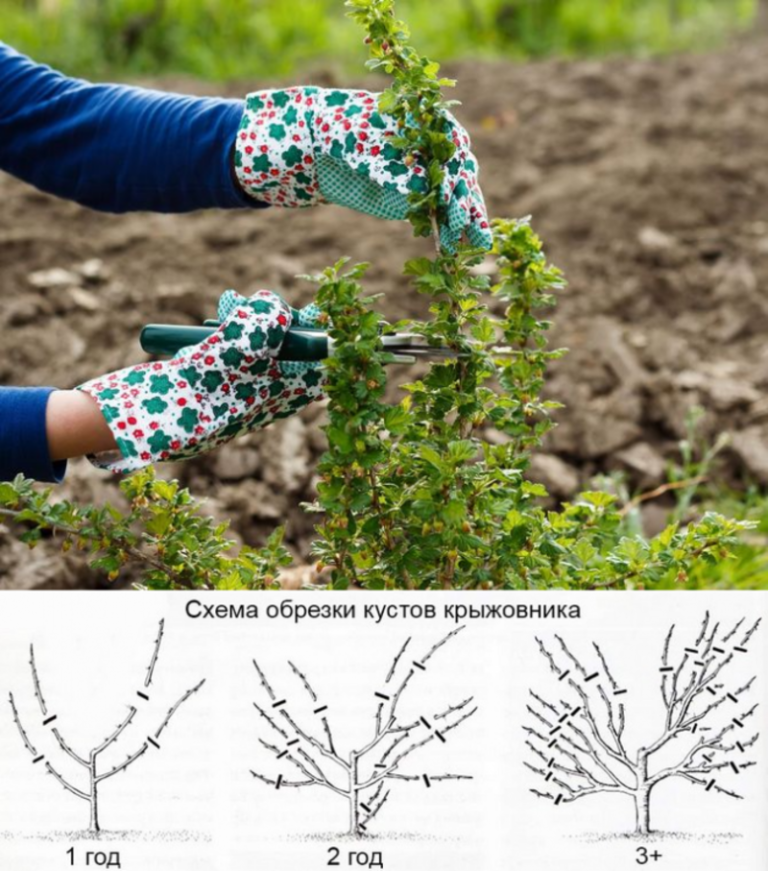Wie schneidet man die Stachelbeere im Frühling?