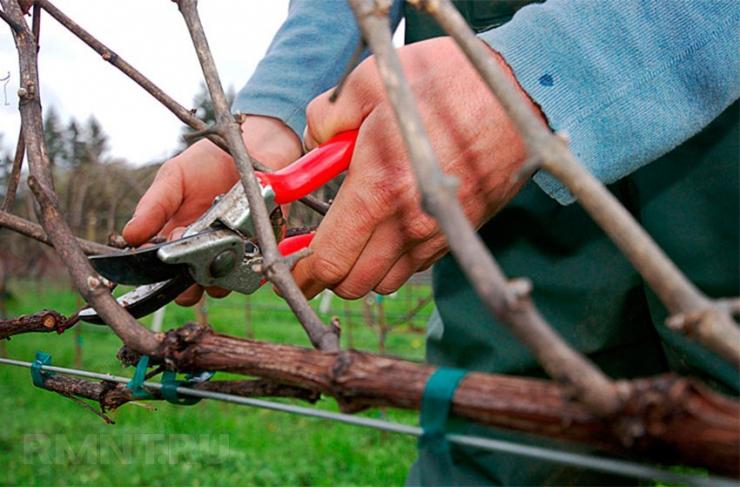 Wie schneiden Sie die Weinrebe im Herbst zurück?