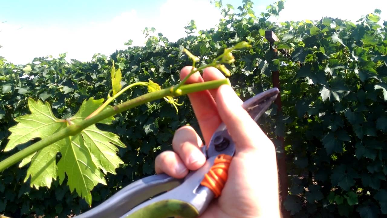 Wie schneidet man Weinreben im Sommer von unnötigen Trieben zurück?