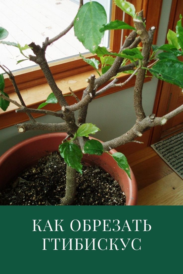 Wie schneidet man Gartenhibiskus?
