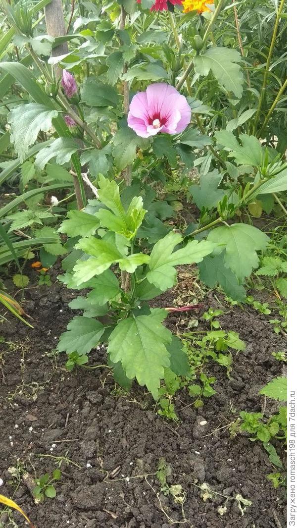 Wie schneidet man den Gartenhibiskus für den Winter?