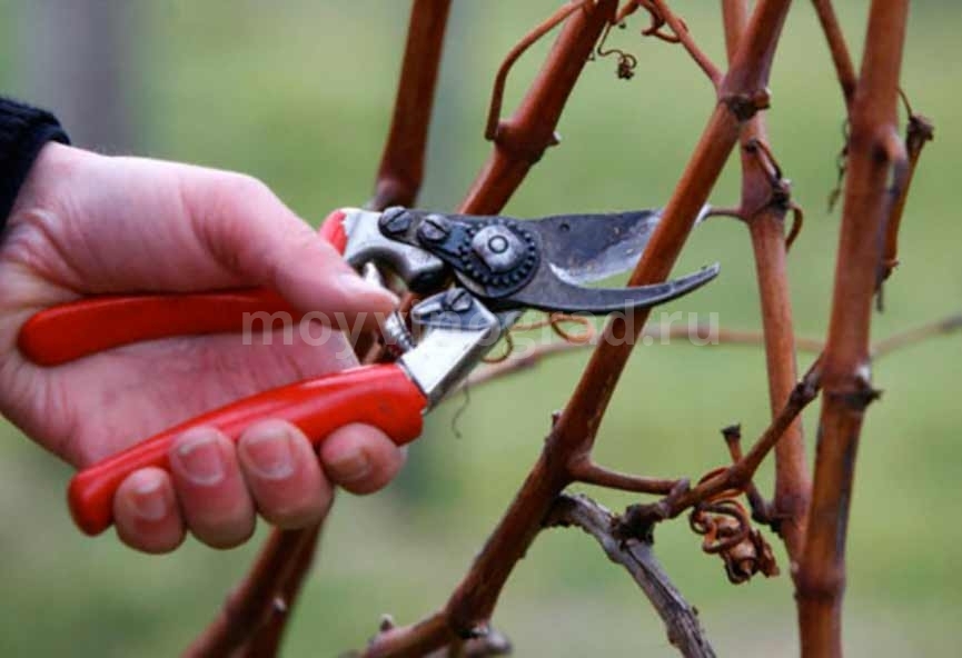 Wie schneidet man die Rebsorte Kischmisch zurück?