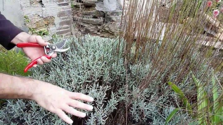 Wie schneiden Sie Lavendel im Herbst?