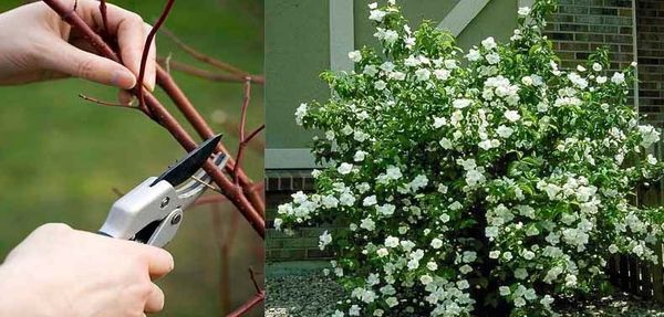 Wie schneidet man den Duftjasmin nach der Blüte?