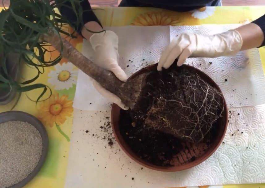 Wie schneiden Sie eine Nolina (Beaucarnea)?