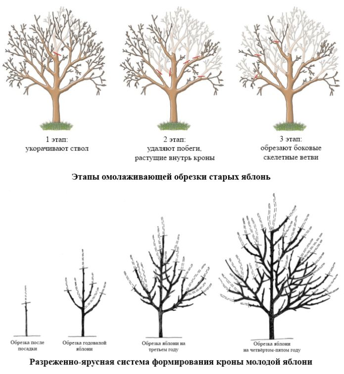Wie schneiden Sie einen alten Apfelbaum im Herbst?