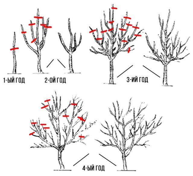 Wie schneiden Sie einen alten Apfelbaum im Frühling?