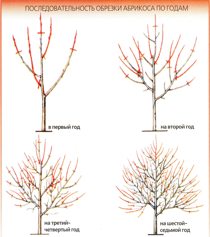 Wie schneidet man einen alten Aprikosenbaum?