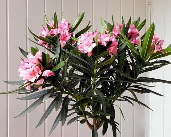 Wie schneidet man Oleander zu Hause?