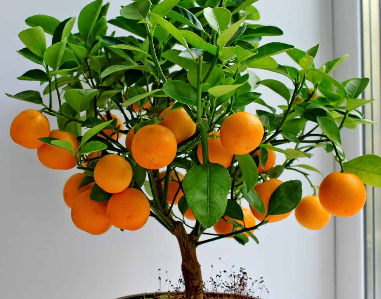 Wie schneidet man einen Orangenbaum zu Hause?