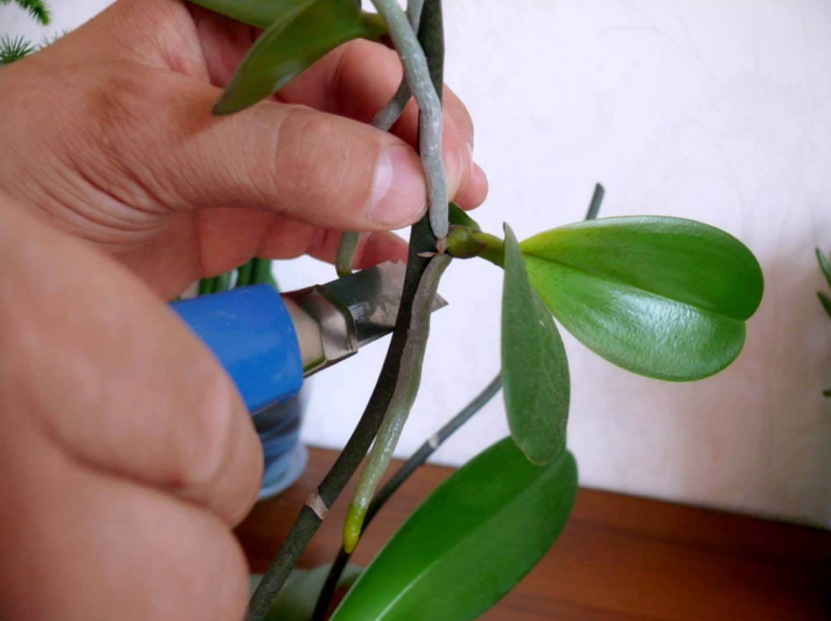 Wie schneiden Sie ein Kindel bei einer Orchidee?