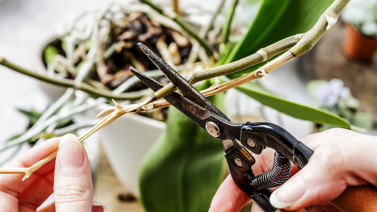 Wie schneiden Sie die Wurzeln einer Orchidee?