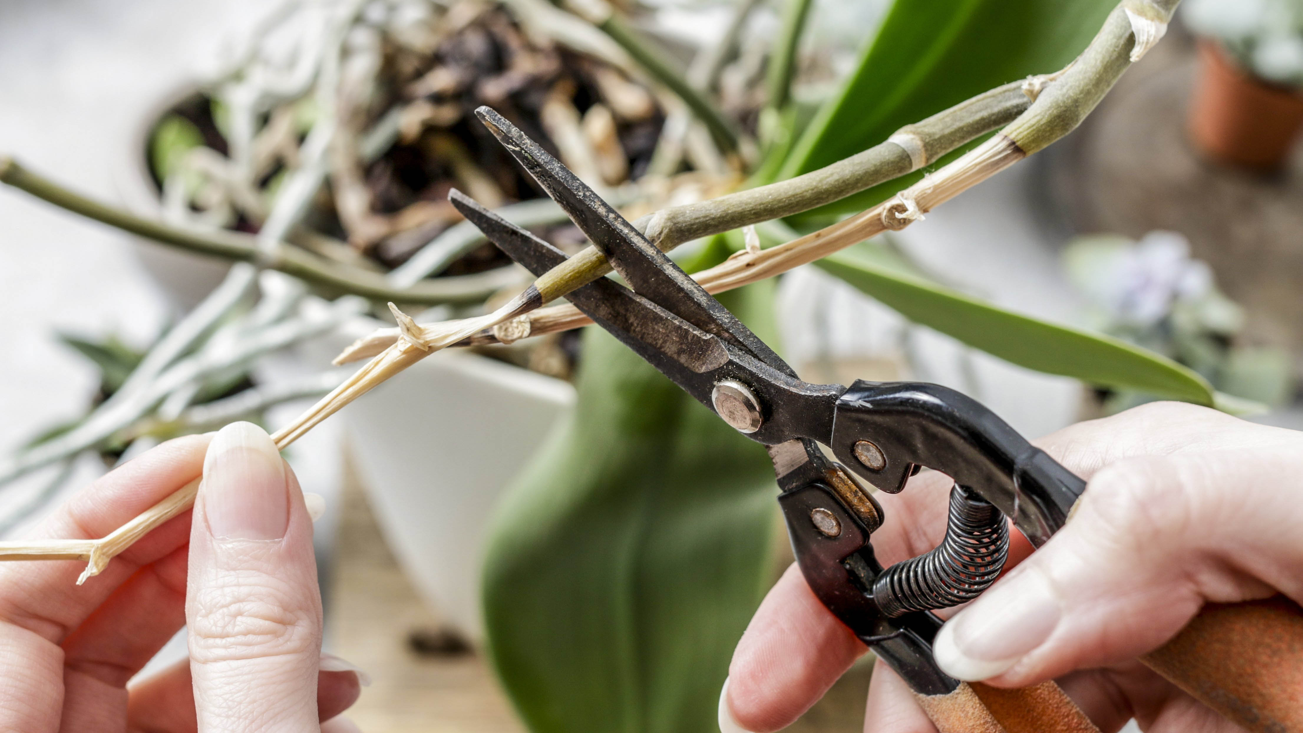 Wie schneidet man eine Phalaenopsis nach der Blüte?