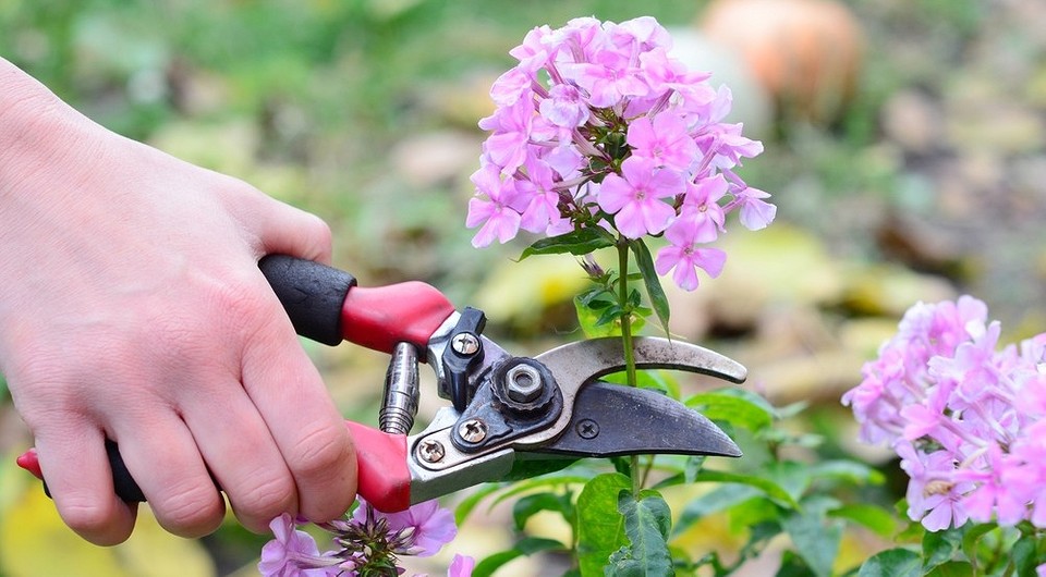 Wie schneidet man Phlox für den Winter?