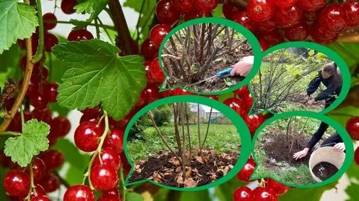 Wie schneidet man rote Johannisbeeren im Herbst?