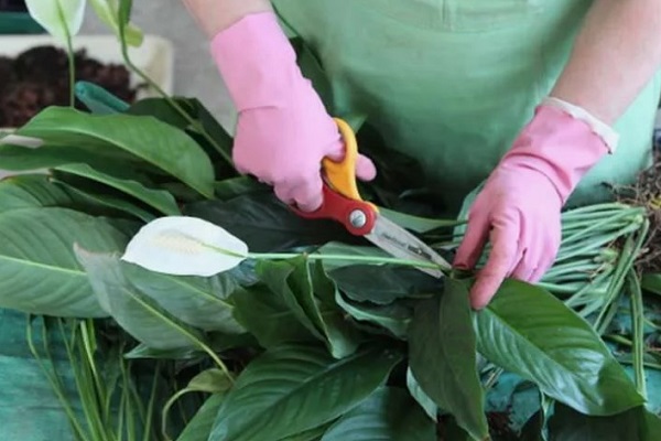 Wie schneidet man die Blüte des Spathiphyllums?