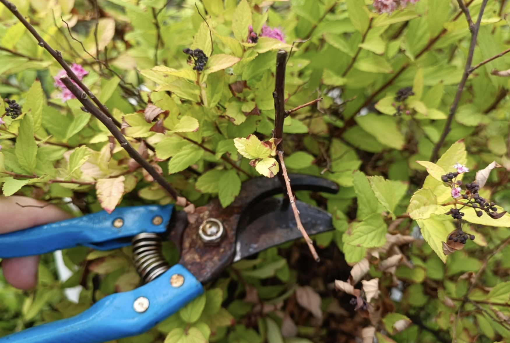 Wie schneidet man Spirea nach der Blüte zurück?