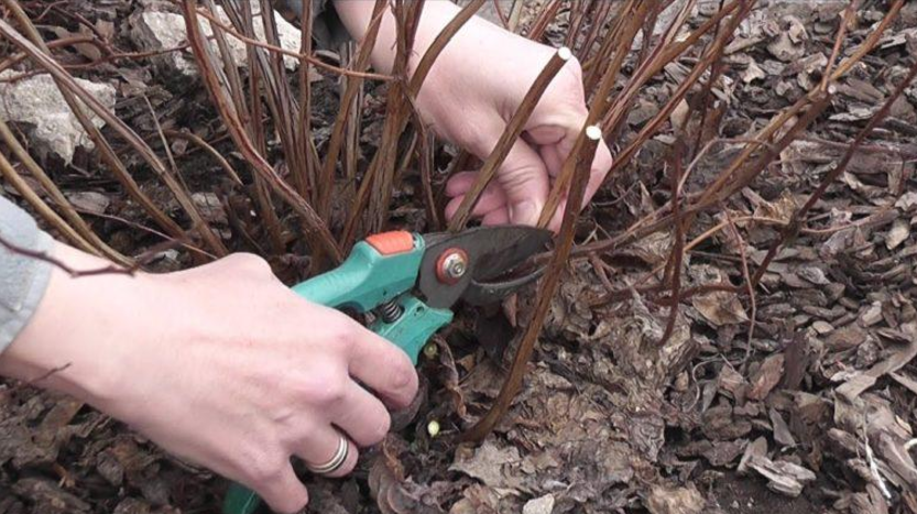 Wie schneidet man Spirea im Herbst zurück?