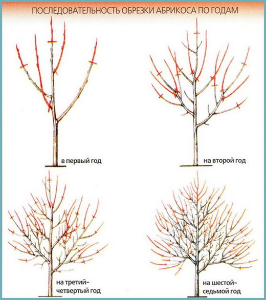 Wie schneidet man einen zweijährigen Aprikosenbaum?