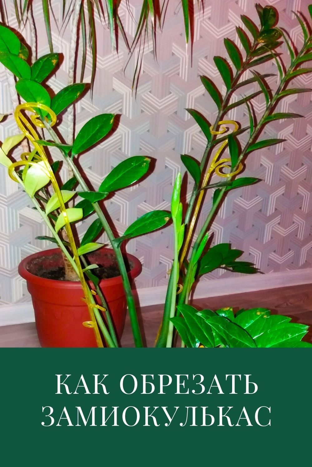 Wie schneidet man Zamioculcas zu Hause?