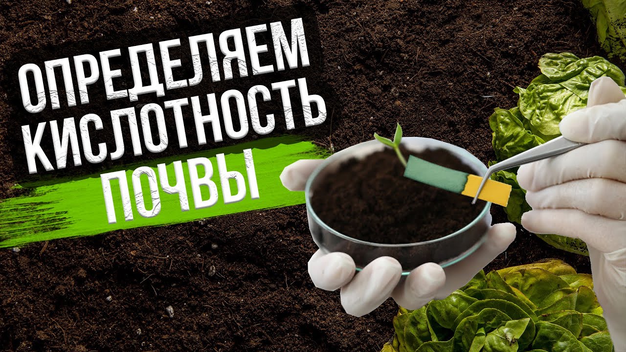 Wie senkt man den Säuregehalt des Bodens im Garten?