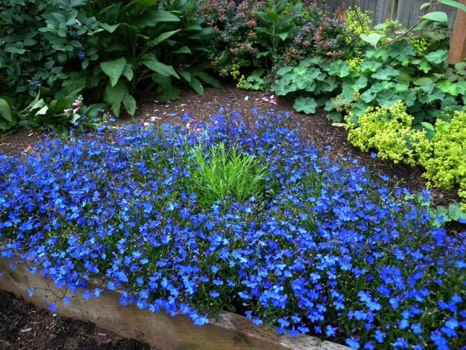 Wie man Lobelia sät