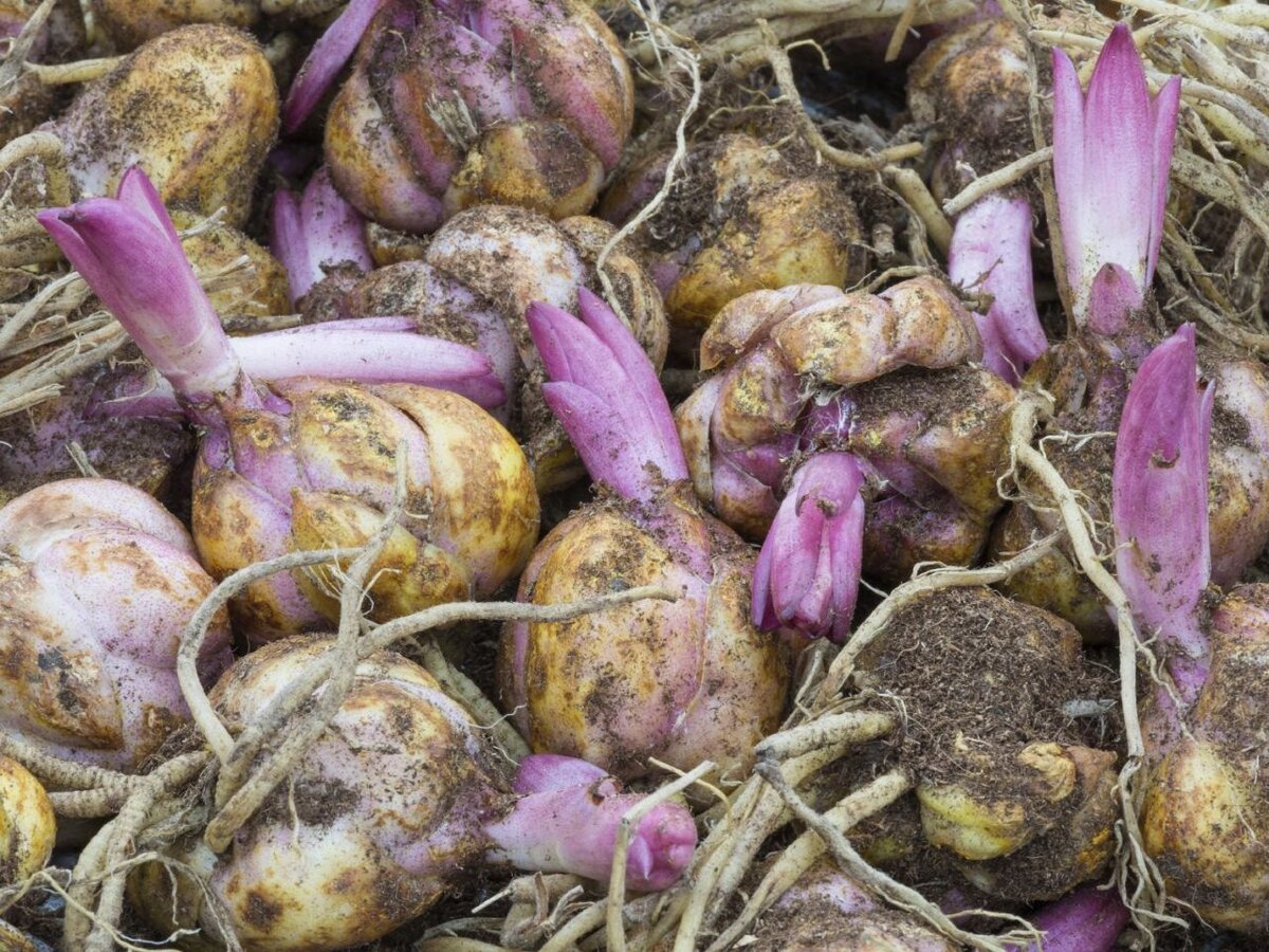 Wie bewahrt man Lilienzwiebeln bis zur Pflanzung im Frühjahr auf?