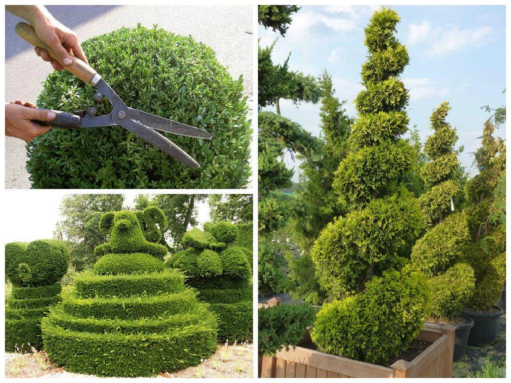 Wie schneidet man Thuja schön?