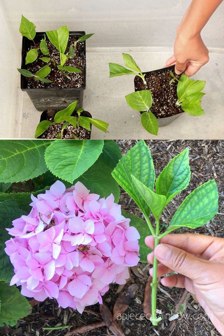 Wie verwendet man Hydrangea-Stecklinge?