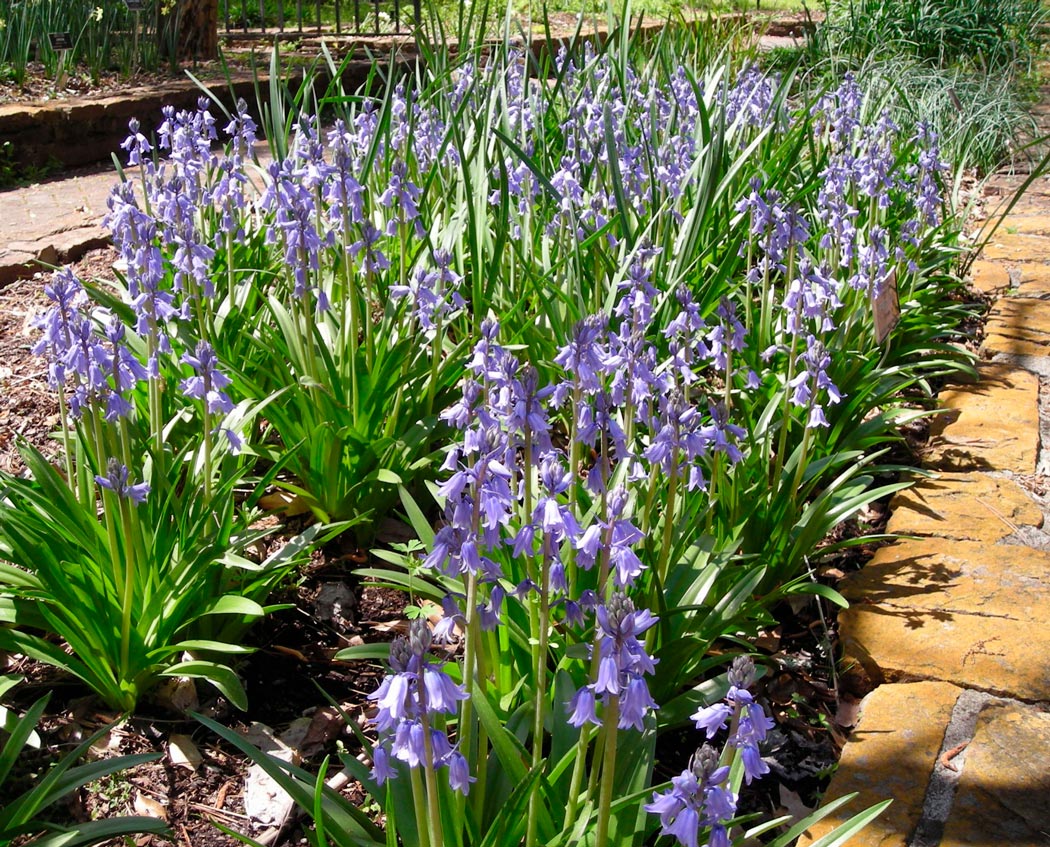 Hyacinthoides – Pflanzung und Pflege im Freiland