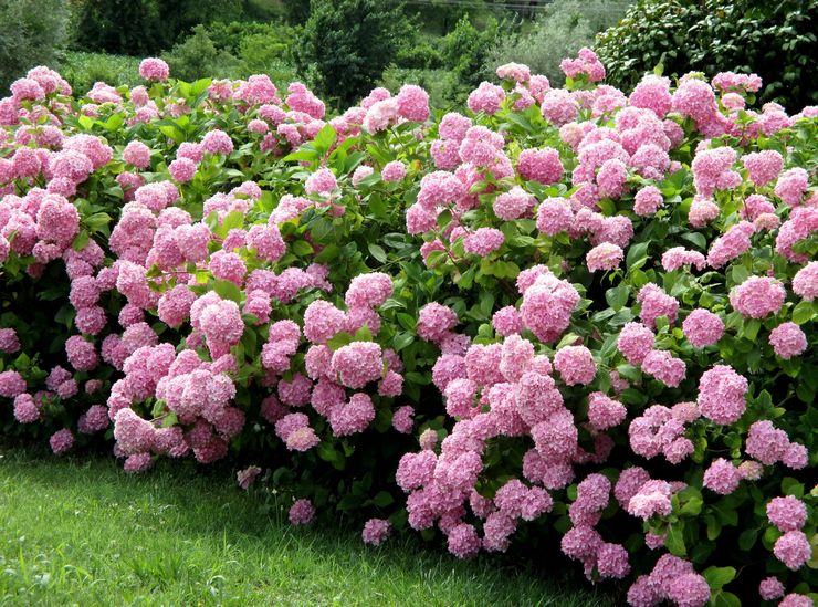 Baum-Hortensie: Pflege und Anbau