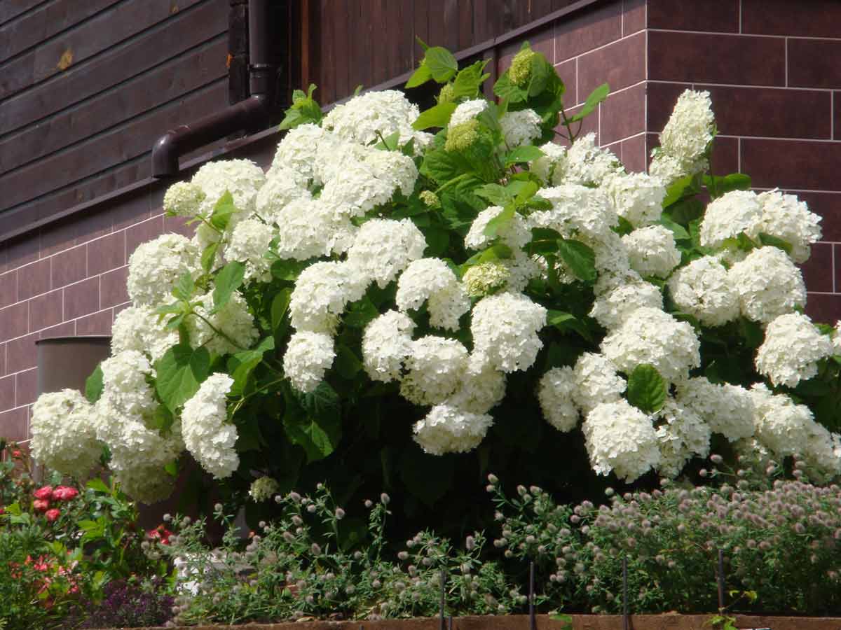 Baumhortensie in Sibirien: Pflanzung und Pflege