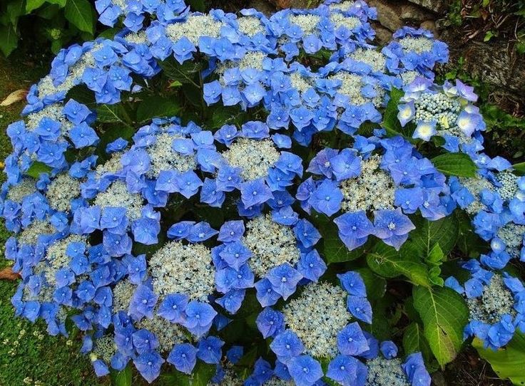 Hortensie Blauer Vogel Pflanzung und Pflege