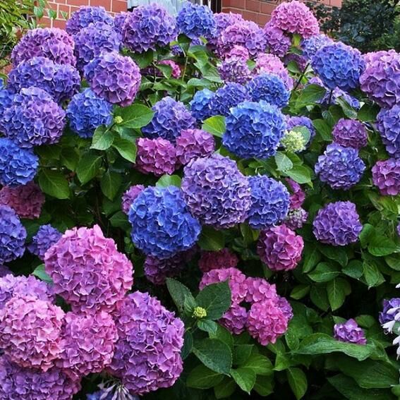 Hortensie großblättrig 'Bouquet Rose' Pflanzung und Pflege