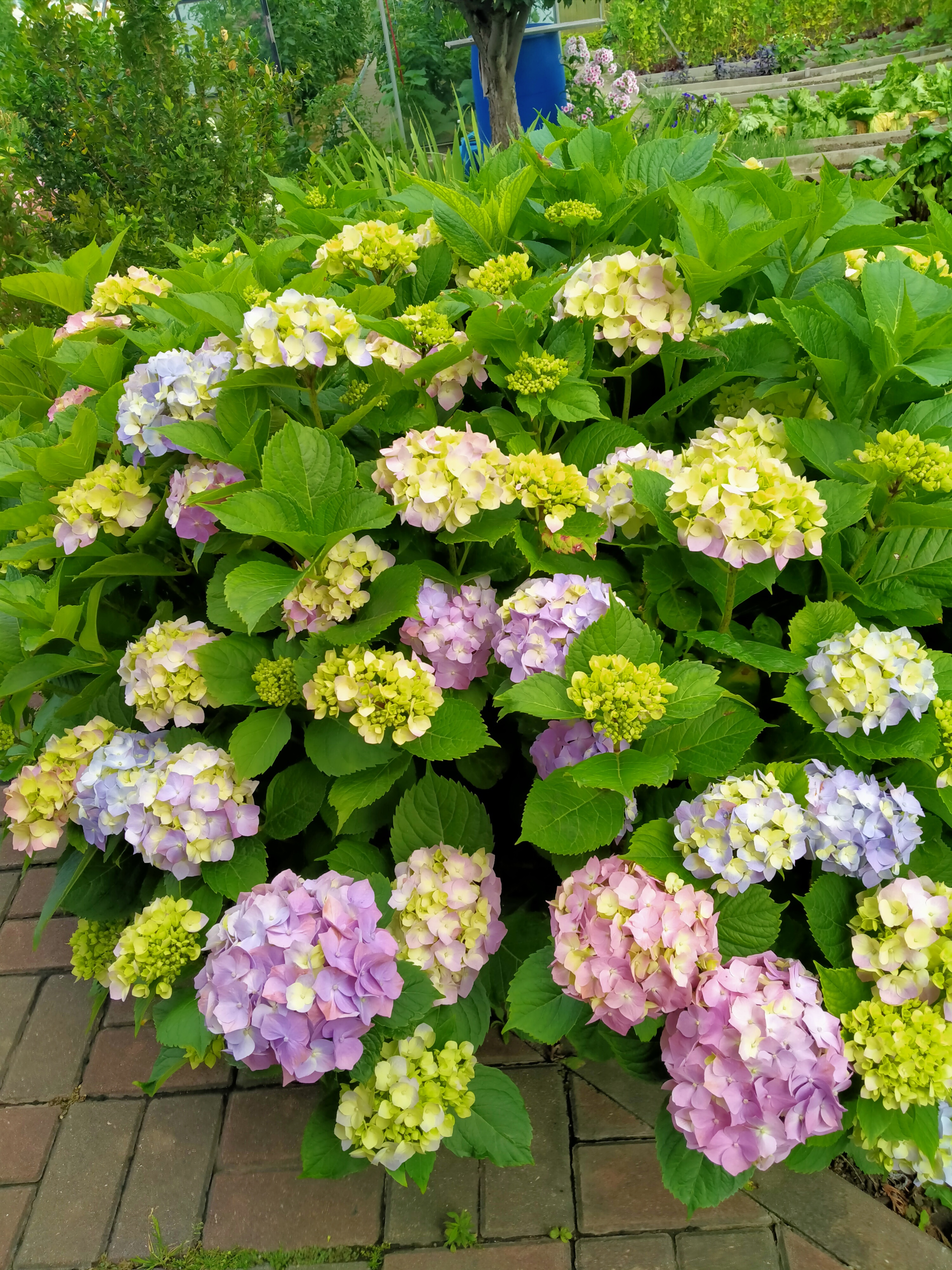 Hortensie Endless Summer Pflanzung und Pflege