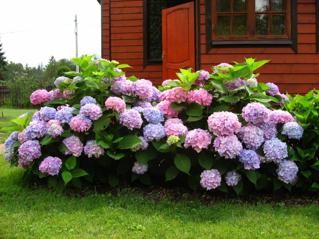 Gartenhortensie: Die häufigsten Sorten der Pflanze