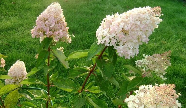 Hortensie in Sibirien: Pflanzung, Pflege, Vermehrung