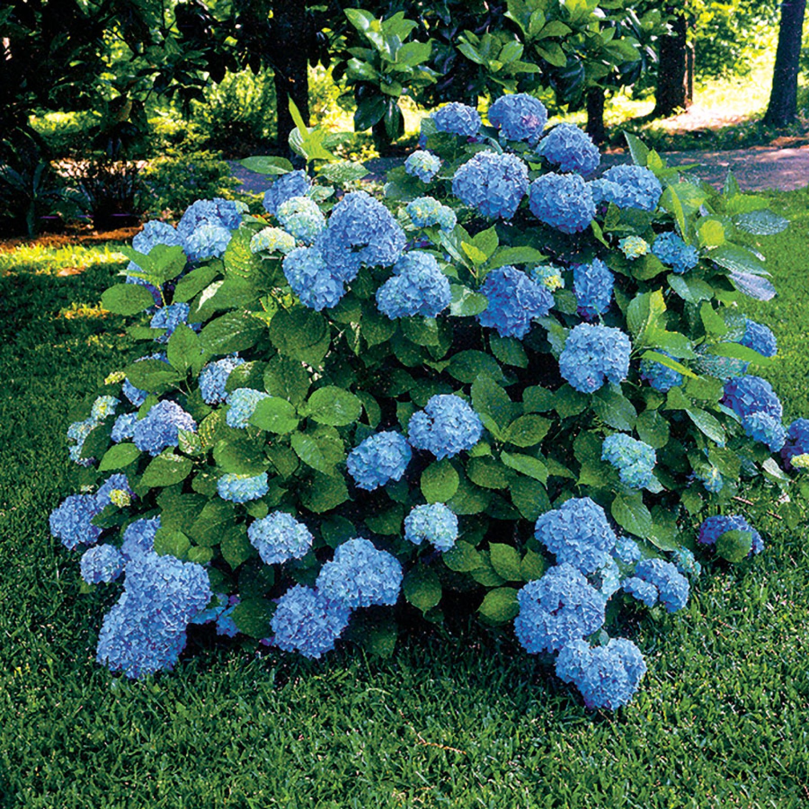Hortensie Niko Blue großblättrige Pflanzung und Pflege