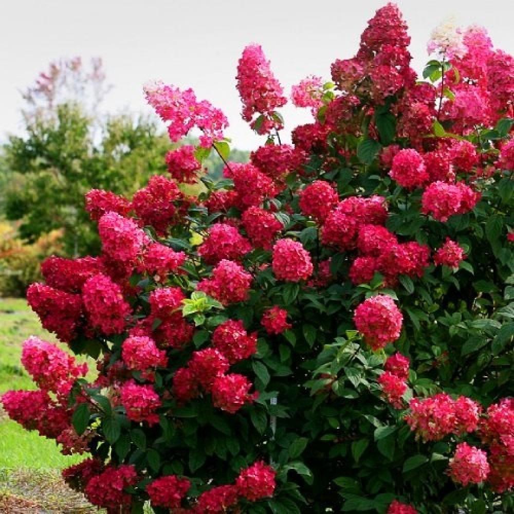 Rispen-Hortensie 'Diamond Rouge' Pflanzung und Pflege