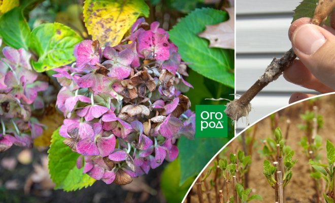 Vermehrung der Hortensie durch Absenker im Herbst