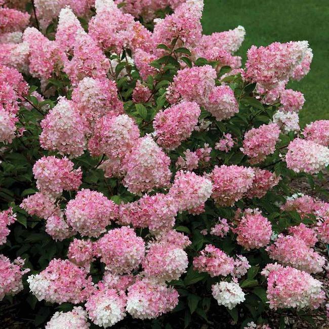Hortensie Vanilla Fraise pflanzen und pflegen