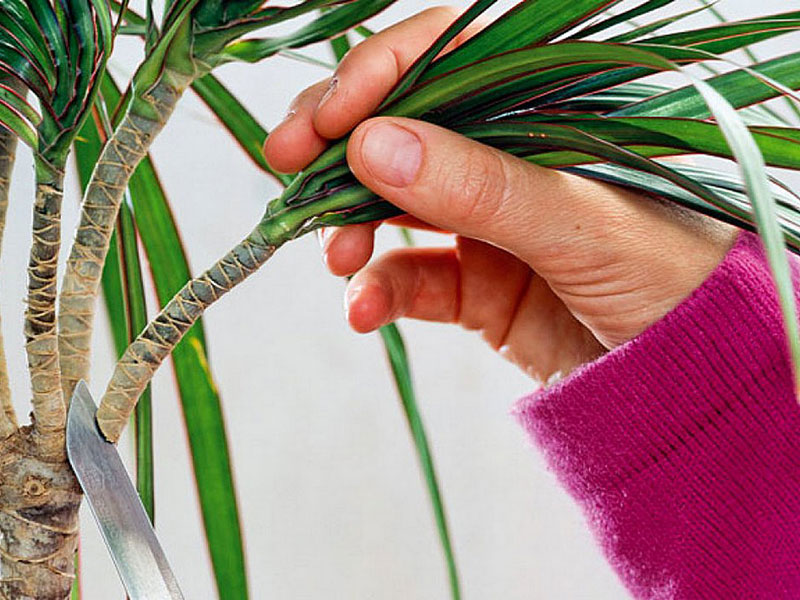 Was, wenn Sie bei einer Dracaena die Spitze abschneiden?