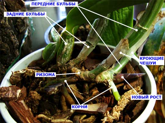 Muss der Stiel abgeschnitten werden, wenn die Orchidee verblüht ist?