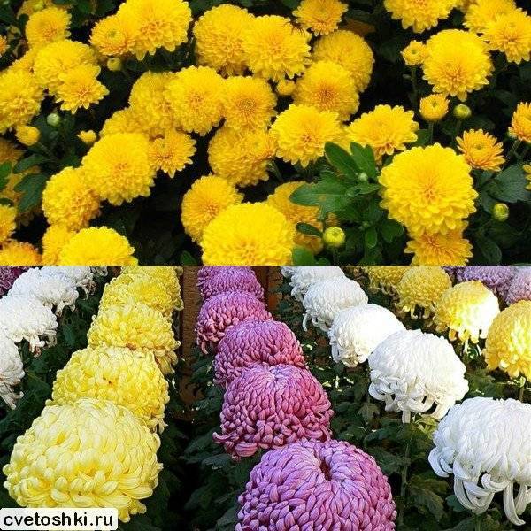 Indische Chrysantheme: Anbau im Freiland