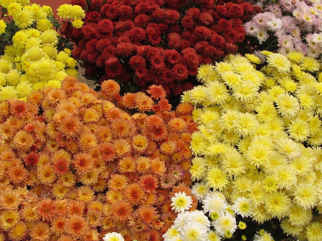 Chrysantheme indica Mischung, Anbau aus Samen