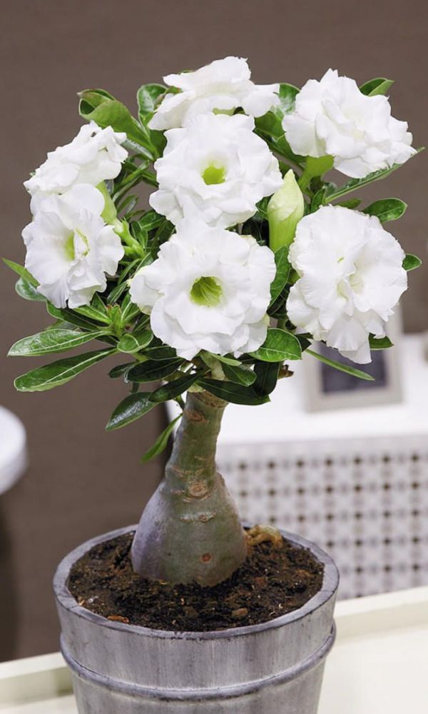 Zimmerpflanze Adenium: Pflege und Vermehrung